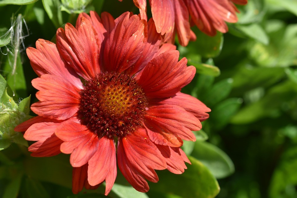 gaillardia