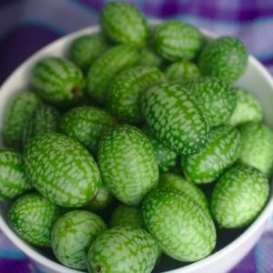 Mexican Sour Gherkin Seed