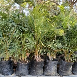 Dypsis lutescens (Golden Bamboo Palm)