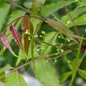 Neem tree