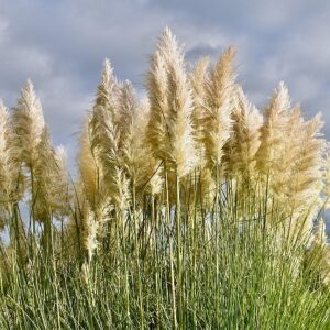 Cortaderia selloana  (Pampas Grass) Seed