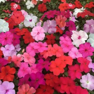 Impatiens Dwarf Mix Seed