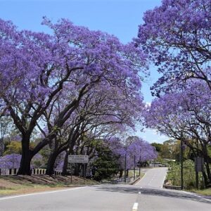Jacaranda mimosifolia (Jacaranda Tree)