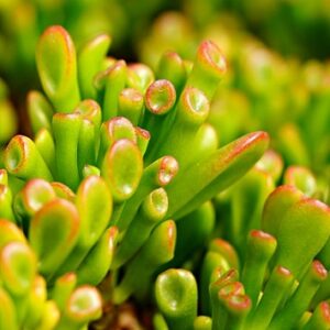 Crassula ovata (Gollum Jade)