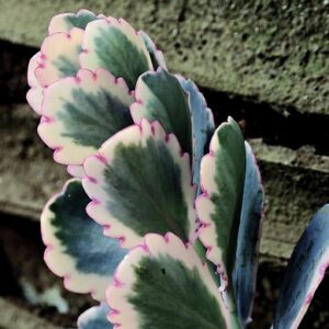 Kalanchoe fedtschenkoi ‘Variegata’ (Lavender Scallops)