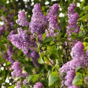 Syringa vulgaris (French Lilac)