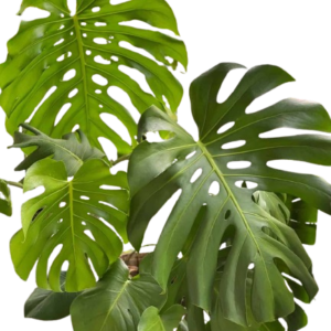 Monstera deliciosa (Delicious monster)