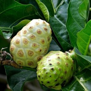 Morinda citrifolia (Noni fruit)
