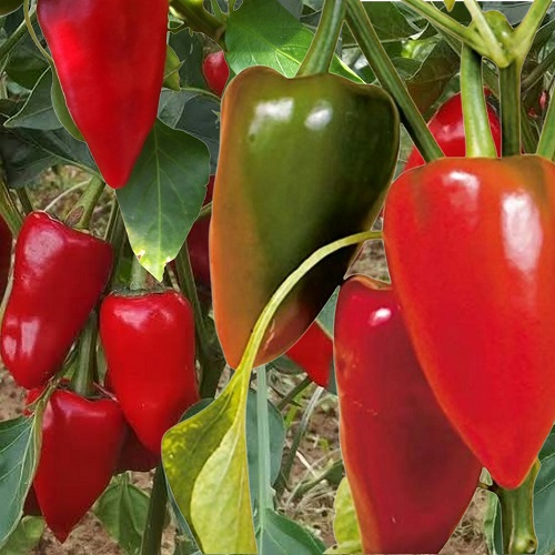 pepper pimento