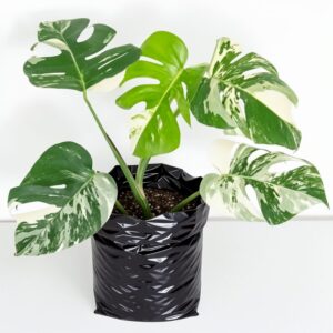 Monstera 'Albo Variegata'