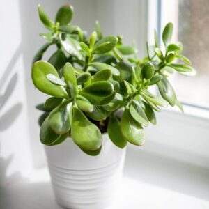 Kleinia petraea (Trailing Jade)