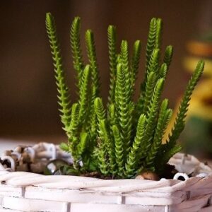 Crassula ericoides (Large Whipcord)