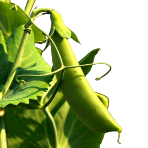 Peas: Sugar Daddy Snap Pea Seed