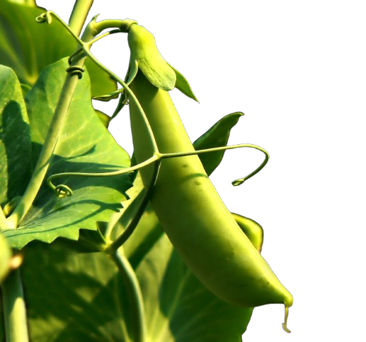 Peas: Sugar Daddy Snap Pea Seed