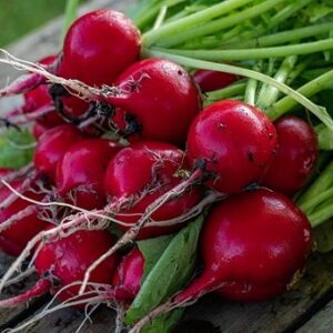 Radish 'Champion' Seed