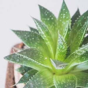 Aloe aristata (Lace Aloe)