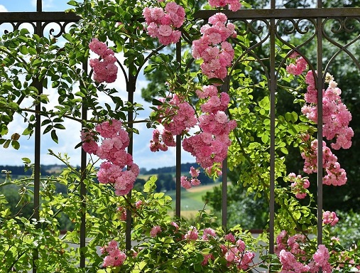 rose-2456080_960_720