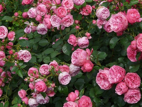 rose-8219_960_720