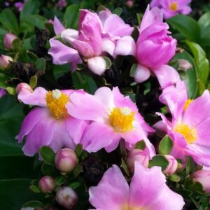 Rhodocactus grandifolius/syn. Pereskia grandifolia (Rose cactus)