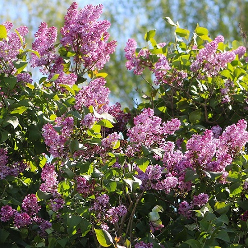 Shrubs - Palm Farm Nursery