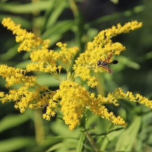 Solidago Goldenrod 'Golden Baby' Seed