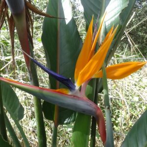 Strelitzia reginae (Bird of paradise)