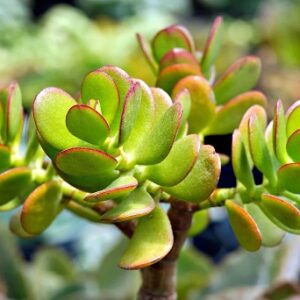 Crassula ovata (Jade plant)