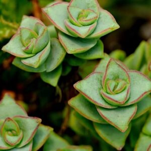 Crassula perforata (String of Buttons)