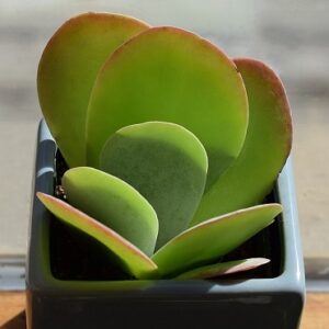 Kalanchoe luciae (Flapjack Paddle Plant)