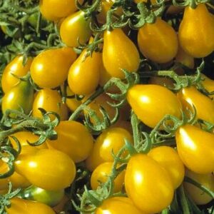 Tomato 'Yellow Pear' Seed