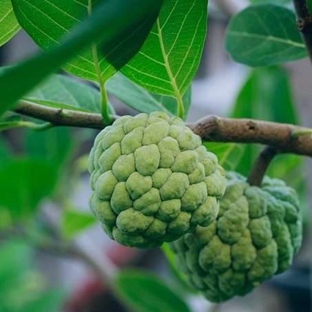 Tropical Fruit Trees - Palm Farm Nursery