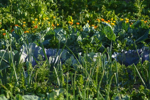 vegetables-3507843_1280
