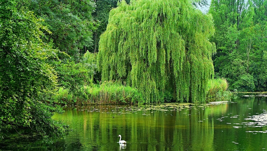 Plant Name Confusion: Weeping Bottlebrush and Weeping Willow