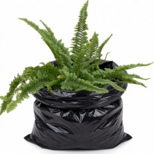 Nephrolepis exaltata 'Fluffy Ruffles'