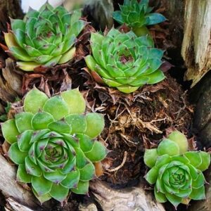 Sempervivum tectorum (Common houseleek)