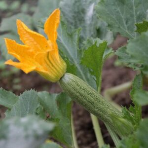 Squash Zucchini 'Grey' Seed